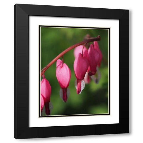 Hearts Black Modern Wood Framed Art Print with Double Matting by Bonin, Suzanne