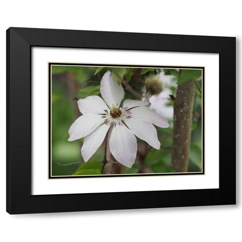 Hidden Beauty Black Modern Wood Framed Art Print with Double Matting by Bonin, Suzanne