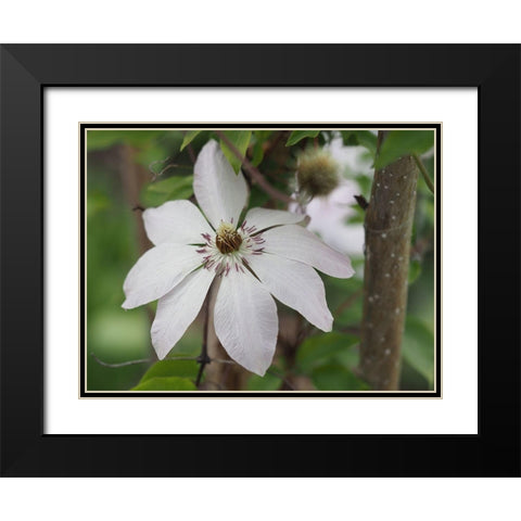 Hidden Beauty Black Modern Wood Framed Art Print with Double Matting by Bonin, Suzanne