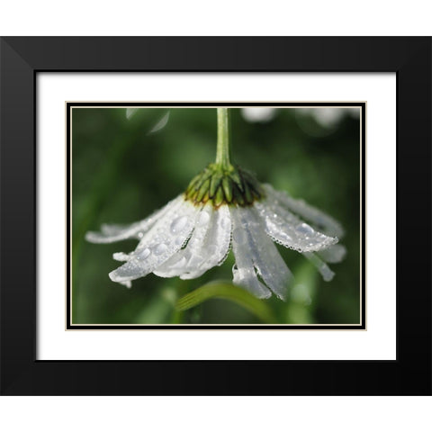 Hidden Treasure Black Modern Wood Framed Art Print with Double Matting by Bonin, Suzanne