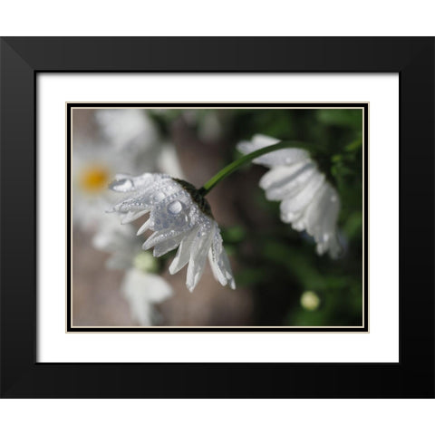 Jewels Of Nature Black Modern Wood Framed Art Print with Double Matting by Bonin, Suzanne