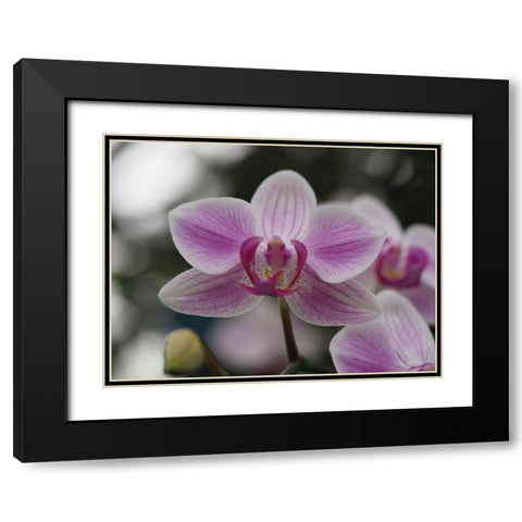 Little Blue Bird Black Modern Wood Framed Art Print with Double Matting by Bonin, Suzanne