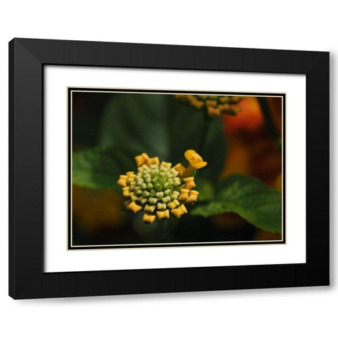 Mini Bow Ties Black Modern Wood Framed Art Print with Double Matting by Bonin, Suzanne
