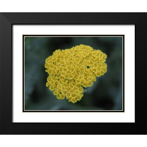 Morning Dew Black Modern Wood Framed Art Print with Double Matting by Bonin, Suzanne