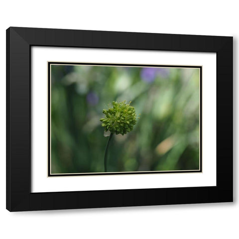 Ornamental Onion Black Modern Wood Framed Art Print with Double Matting by Bonin, Suzanne