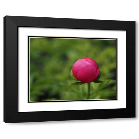 Perfection In Nature Black Modern Wood Framed Art Print with Double Matting by Bonin, Suzanne