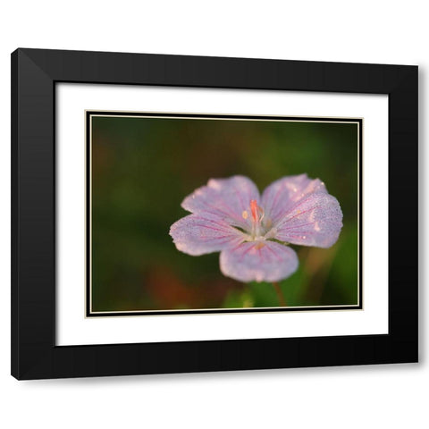 Pretty Pretty Black Modern Wood Framed Art Print with Double Matting by Bonin, Suzanne