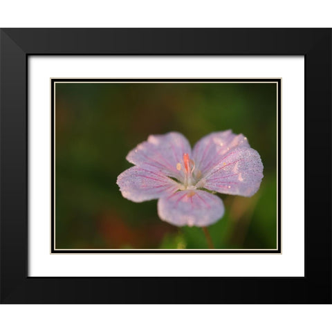 Pretty Pretty Black Modern Wood Framed Art Print with Double Matting by Bonin, Suzanne