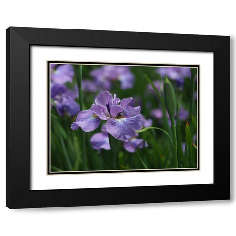 Purple One Black Modern Wood Framed Art Print with Double Matting by Bonin, Suzanne