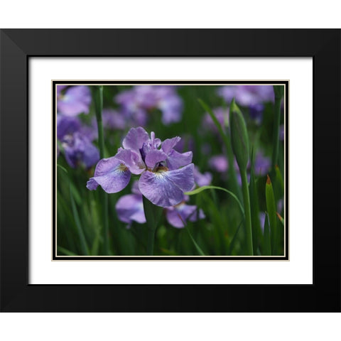 Purple One Black Modern Wood Framed Art Print with Double Matting by Bonin, Suzanne