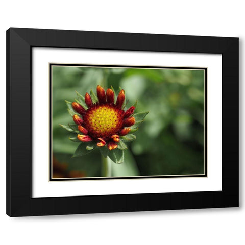 Rebel Black Modern Wood Framed Art Print with Double Matting by Bonin, Suzanne