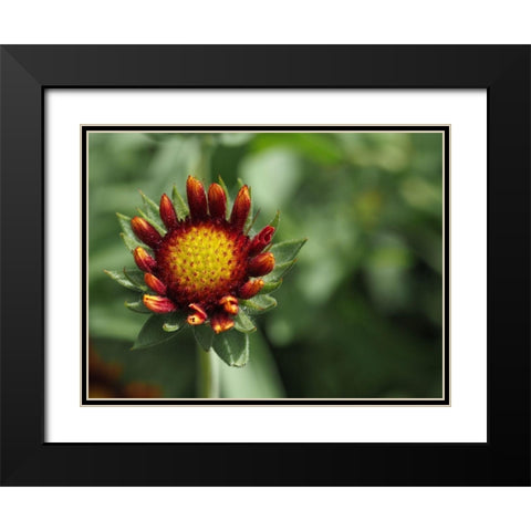 Rebel Black Modern Wood Framed Art Print with Double Matting by Bonin, Suzanne