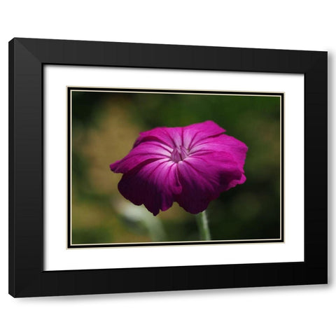 Rose Campion Black Modern Wood Framed Art Print with Double Matting by Bonin, Suzanne
