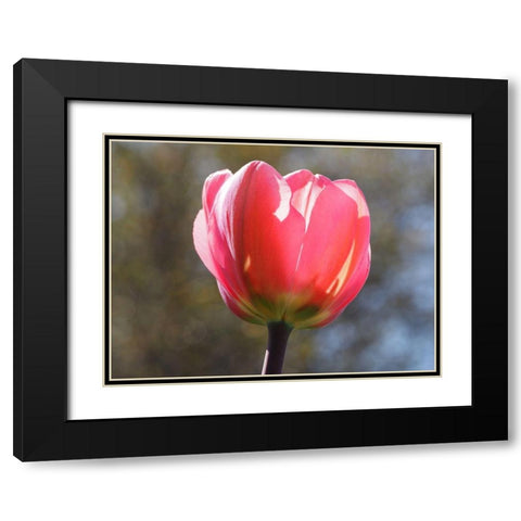 Showy Tulip Black Modern Wood Framed Art Print with Double Matting by Bonin, Suzanne