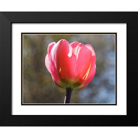 Showy Tulip Black Modern Wood Framed Art Print with Double Matting by Bonin, Suzanne
