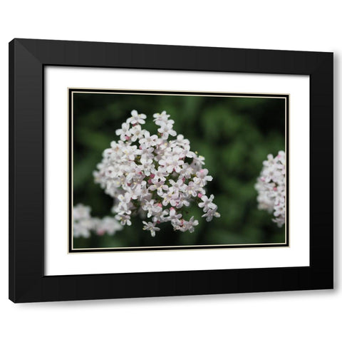 Spicy Black Modern Wood Framed Art Print with Double Matting by Bonin, Suzanne