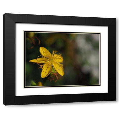St Johns Wort Black Modern Wood Framed Art Print with Double Matting by Bonin, Suzanne