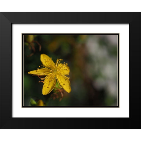 St Johns Wort Black Modern Wood Framed Art Print with Double Matting by Bonin, Suzanne