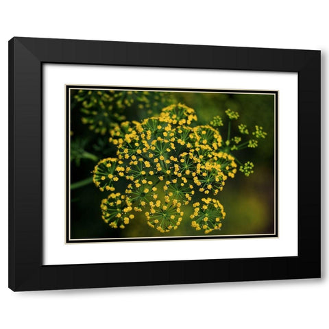Tiny Beauties Black Modern Wood Framed Art Print with Double Matting by Bonin, Suzanne