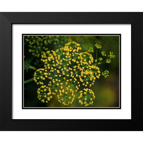 Tiny Beauties Black Modern Wood Framed Art Print with Double Matting by Bonin, Suzanne
