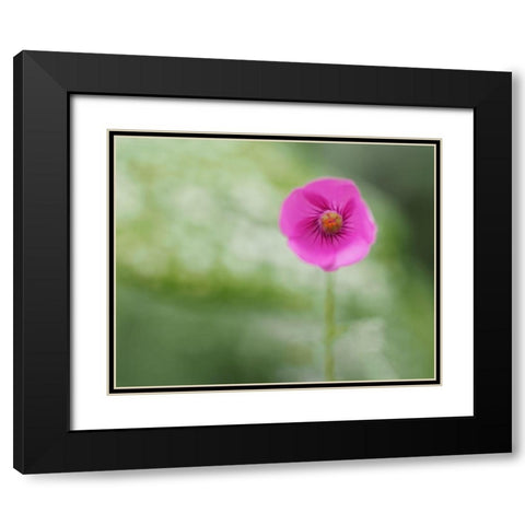 Tiny Beauty Black Modern Wood Framed Art Print with Double Matting by Bonin, Suzanne