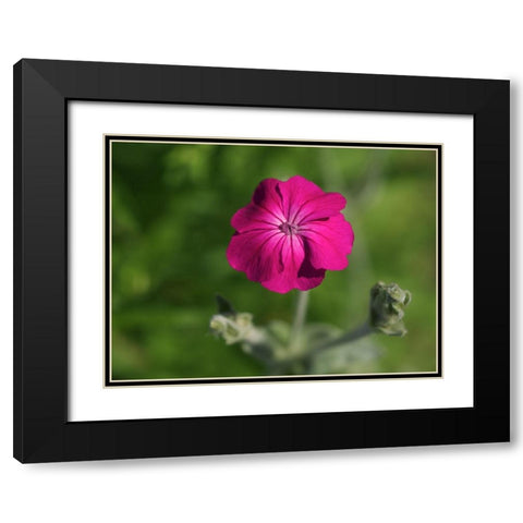 Velvety Beauty Black Modern Wood Framed Art Print with Double Matting by Bonin, Suzanne