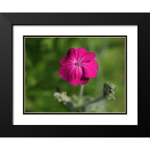 Velvety Beauty Black Modern Wood Framed Art Print with Double Matting by Bonin, Suzanne