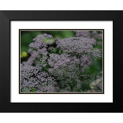 Wild Ones Black Modern Wood Framed Art Print with Double Matting by Bonin, Suzanne