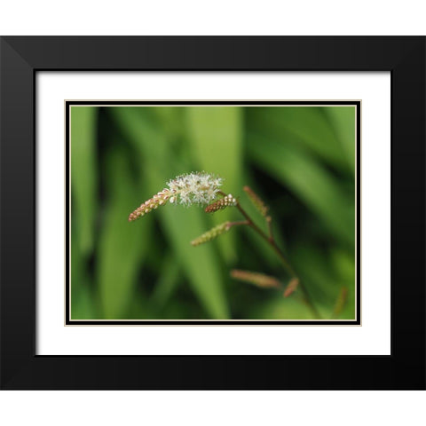 Wispy White Blooms Black Modern Wood Framed Art Print with Double Matting by Bonin, Suzanne