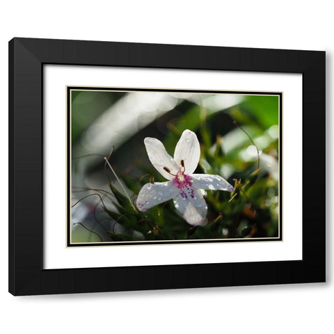 Woo Hoo Black Modern Wood Framed Art Print with Double Matting by Bonin, Suzanne