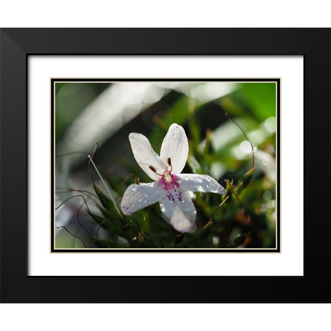 Woo Hoo Black Modern Wood Framed Art Print with Double Matting by Bonin, Suzanne