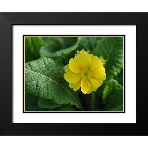 Yellow Beauty Black Modern Wood Framed Art Print with Double Matting by Bonin, Suzanne