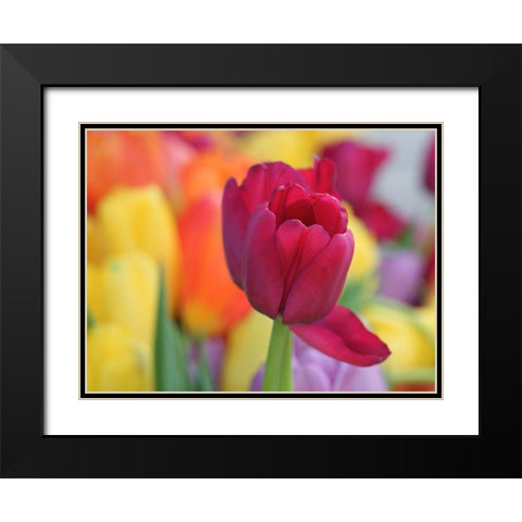 Colorful Black Modern Wood Framed Art Print with Double Matting by Bonin, Suzanne