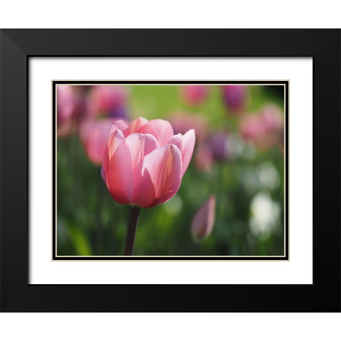 Lady In Pink Black Modern Wood Framed Art Print with Double Matting by Bonin, Suzanne