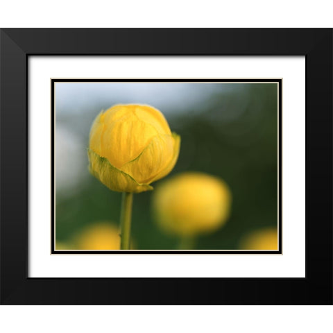 Lollipop Black Modern Wood Framed Art Print with Double Matting by Bonin, Suzanne
