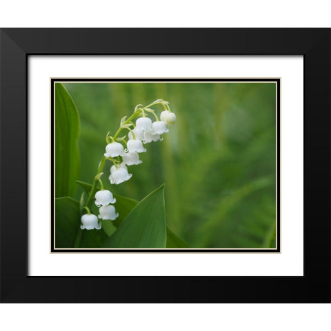 Muguet Black Modern Wood Framed Art Print with Double Matting by Bonin, Suzanne