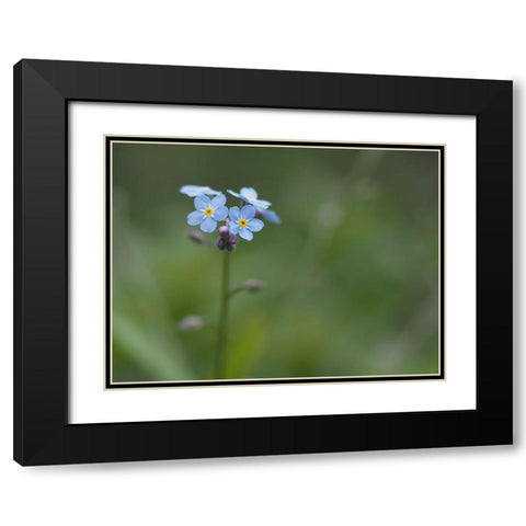 Never Forget Black Modern Wood Framed Art Print with Double Matting by Bonin, Suzanne
