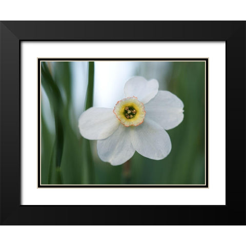 New Beginnings Black Modern Wood Framed Art Print with Double Matting by Bonin, Suzanne