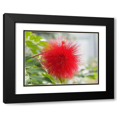 Powderpuff Black Modern Wood Framed Art Print with Double Matting by Bonin, Suzanne