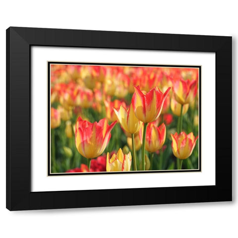 Sunny Day Black Modern Wood Framed Art Print with Double Matting by Bonin, Suzanne
