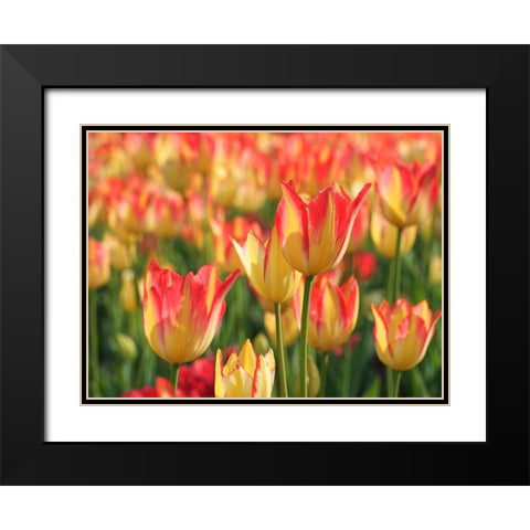 Sunny Day Black Modern Wood Framed Art Print with Double Matting by Bonin, Suzanne