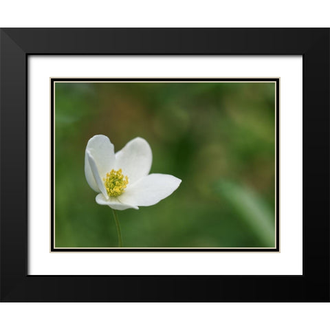 Windflower Black Modern Wood Framed Art Print with Double Matting by Bonin, Suzanne