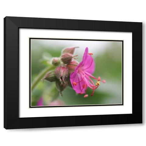 Bigroot Black Modern Wood Framed Art Print with Double Matting by Bonin, Suzanne