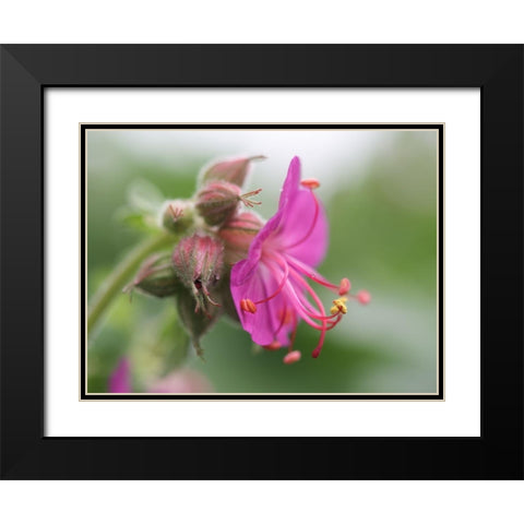 Bigroot Black Modern Wood Framed Art Print with Double Matting by Bonin, Suzanne