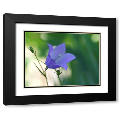Bluebell Flower Black Modern Wood Framed Art Print with Double Matting by Bonin, Suzanne