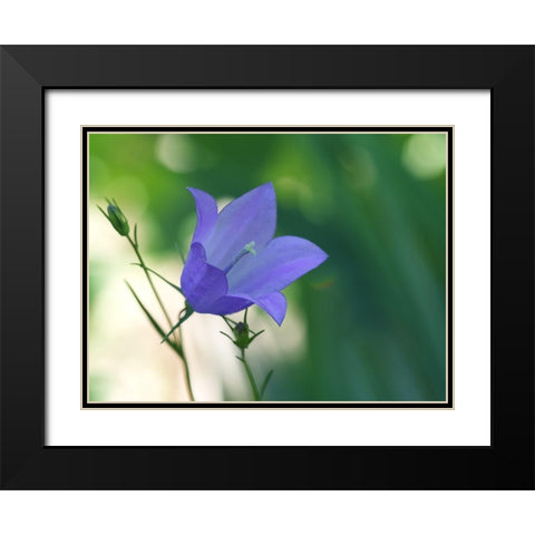 Bluebell Flower Black Modern Wood Framed Art Print with Double Matting by Bonin, Suzanne
