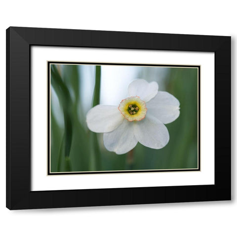 Fine Beauty Black Modern Wood Framed Art Print with Double Matting by Bonin, Suzanne