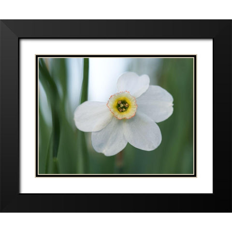Fine Beauty Black Modern Wood Framed Art Print with Double Matting by Bonin, Suzanne