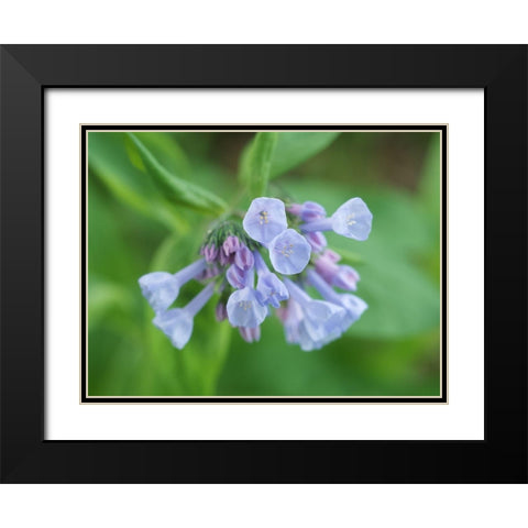 Little Bells Black Modern Wood Framed Art Print with Double Matting by Bonin, Suzanne