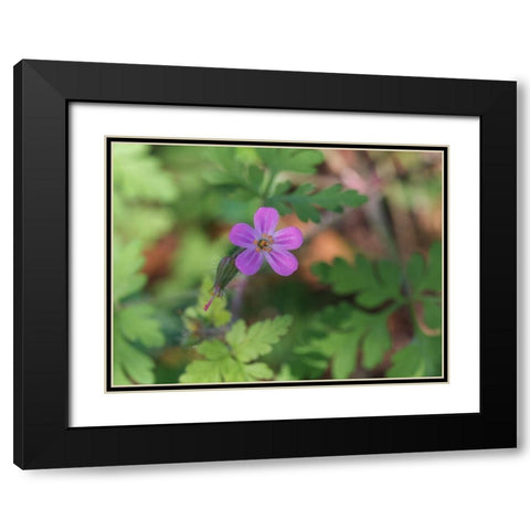 Little Robin Black Modern Wood Framed Art Print with Double Matting by Bonin, Suzanne